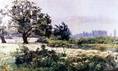 Flowering Chamomiles by Alberto Valenzuela Llanos